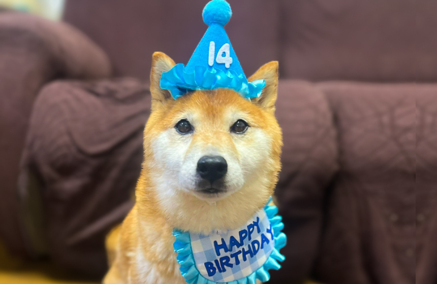 ぽやっとかわいい14歳。今が一番、赤ちゃんみたいな顔になっています。
