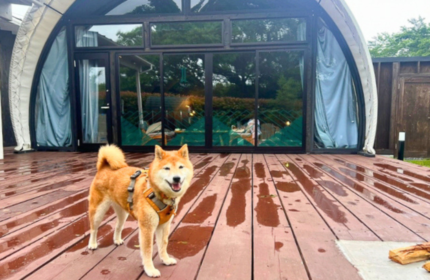 雨上がりにテントの前で。にこにこご機嫌でよかったね。