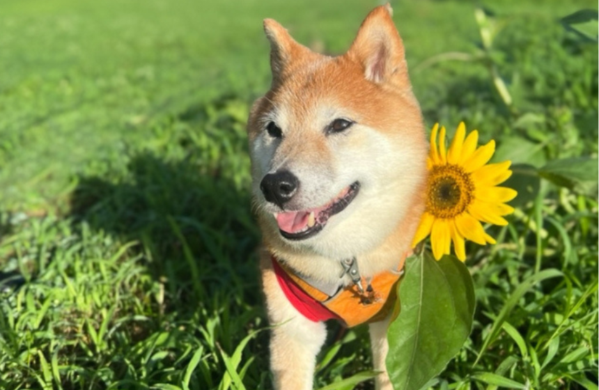 飼い主を使って猛暑を乗り切れ！〜柴犬あるある・真夏のケアあれこれ編～