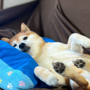 かわいい寝顔を撮影しようと気配を消して近づくも……見つかった！