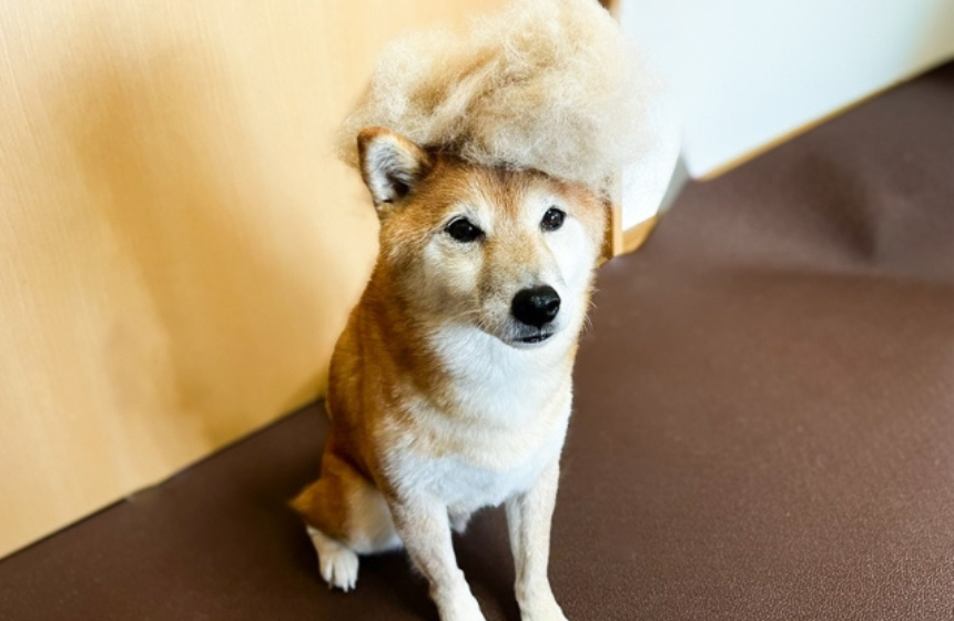 集めたモフモフ抜け毛で髪型チェンジ！