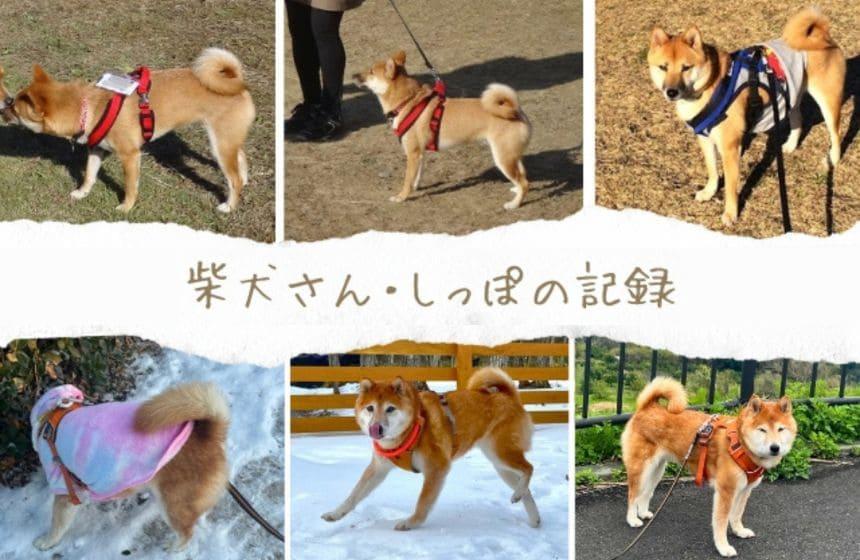 改めて見返すと、若い頃は尻尾にも勢いを感じます。ちょっとしみじみ