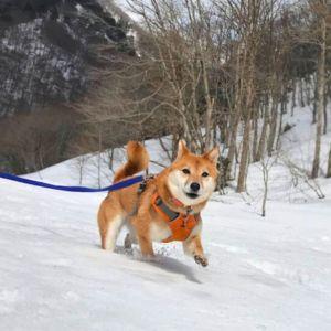 若い頃は、深い雪の中でもダッシュで走り回ってました！