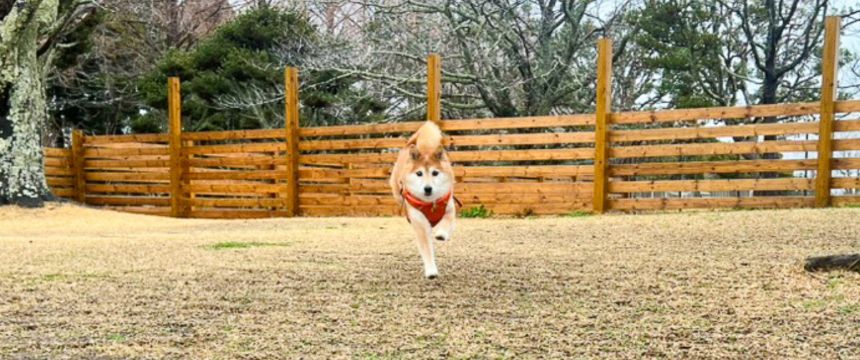 シニアになるといろいろあるよね?柴犬あるある・それでも旅行は諦めない！編〜