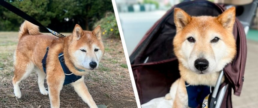 年に一度の大騒ぎ！ 春のシバデミー賞はだれだ？〜柴犬あるある・ワクチン接種編?