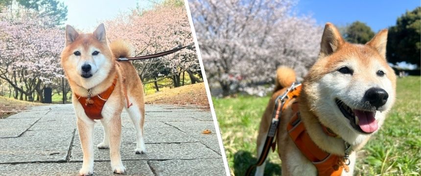 桜の季節は写真が増える?柴犬あるある・お花見写真の季節だよ編〜