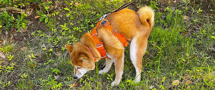 トイレのこだわりも、クセが強い。〜柴犬あるある・頑固者のトイレ事情編〜