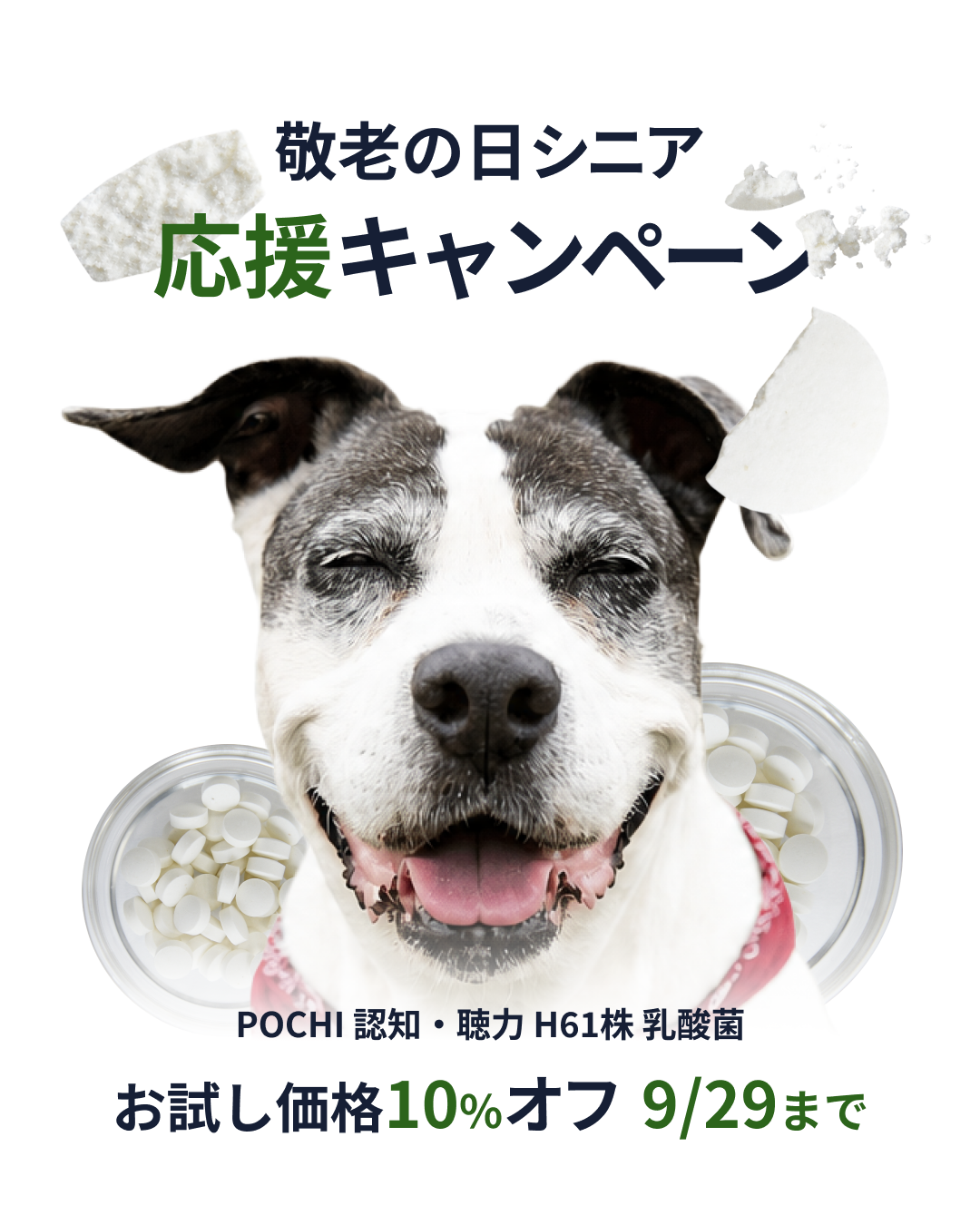 《POCHI》敬老の日シニア応援キャンペーン