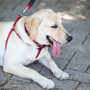 犬の心臓の負担を減らす。夏の「ヒートショック」とは？その他気を付けるべきことをまとめました。