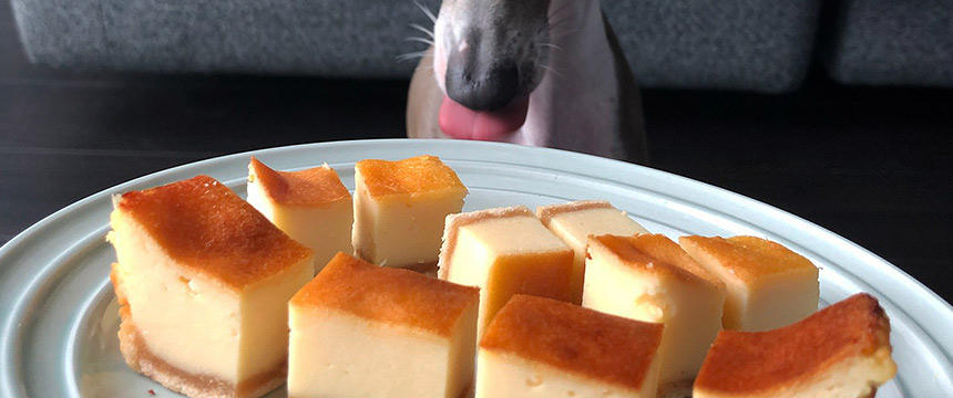 昨年の人気No.1メニュー!美味しい犬用チーズケーキを楽しもう♪