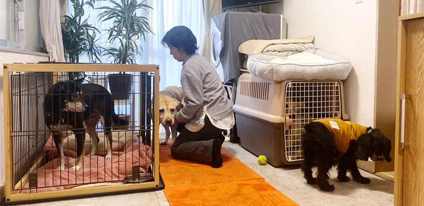 先住犬と一時預かり犬が仲良く過ごしています（本橋さん宅）