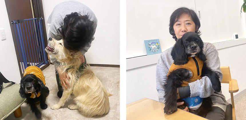 本橋さんが運営している犬のデイケアとホテルでの預かり、第２の犬ホームと一時預かり施設“Nose Touch”（神奈川県相模原市）にて、リリと本橋さんの半年ぶりの再会。預かり犬のコッカースパニエルともリリは仲良くできました