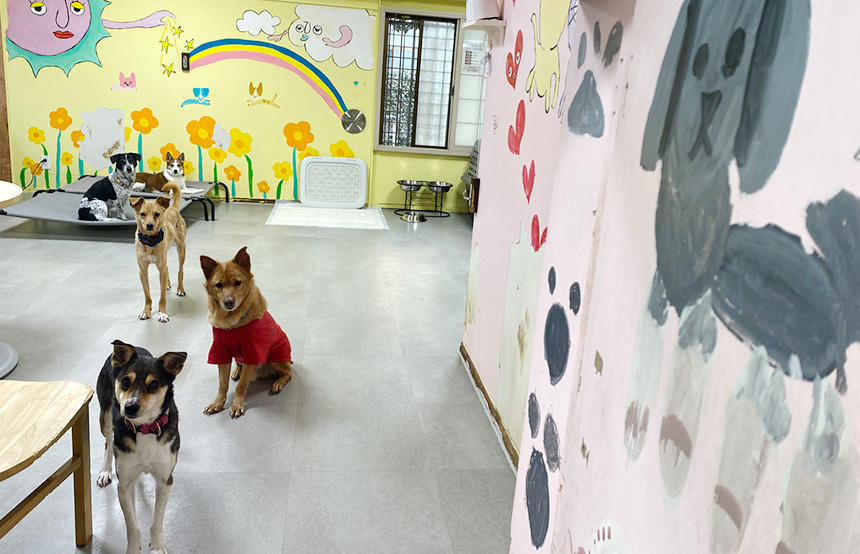 BeSail_Animalではシェルターで、まずは基本的なケアを行います