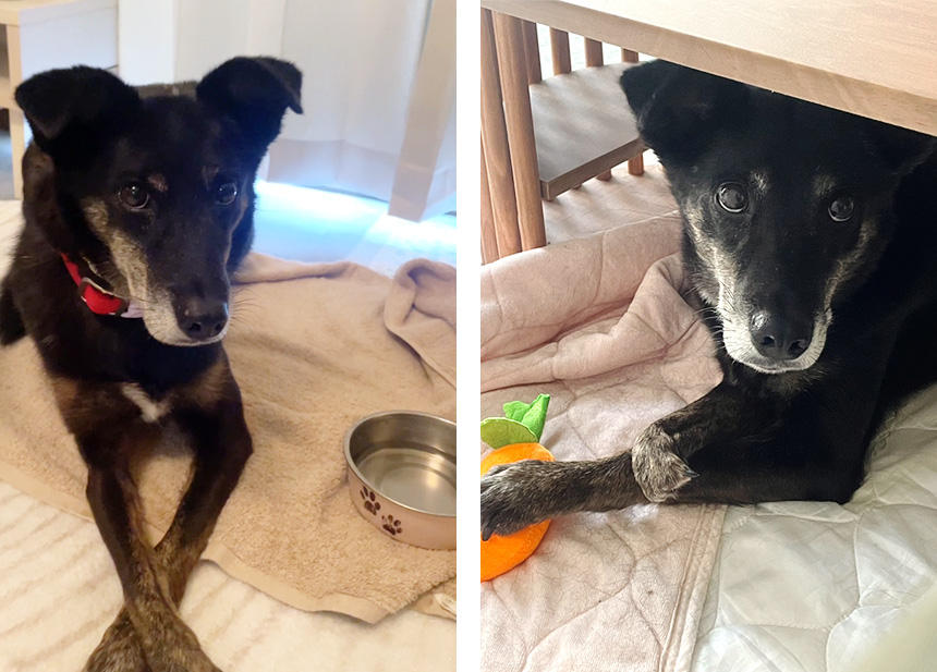 あゆみさん宅にいる、沖縄県から来た元野犬。だんだんと距離が縮まって人を信頼し始めているとのこと