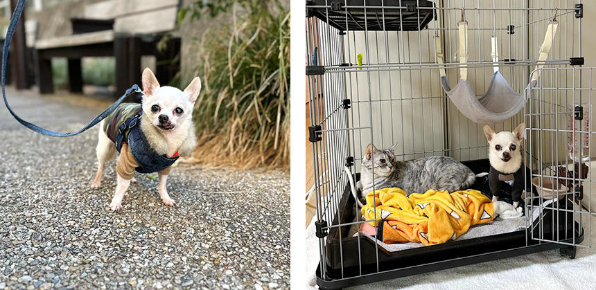 箱崎獣医師がBeSail_Animalから一時預かり中のチワワは、散歩が大好き。室内では預かり猫のスペースに自ら入っていくことも