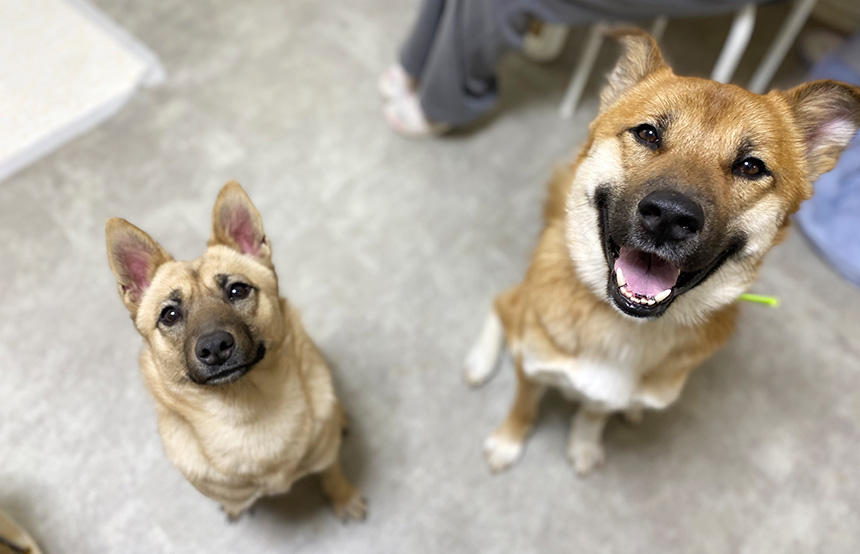 保坂さんも掃除やお散歩ボランティアを経験したBeSail_Animalのシェルターにいる保護犬たち。まずは気軽にシェルターボランティアなどから保護犬にかかわり始めるのも良いでしょう