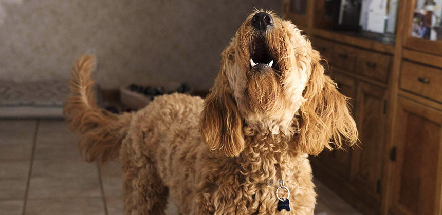 鳴き声で近隣住民の日常生活に不眠など支障をきたしたりしないよう気をつけましょう