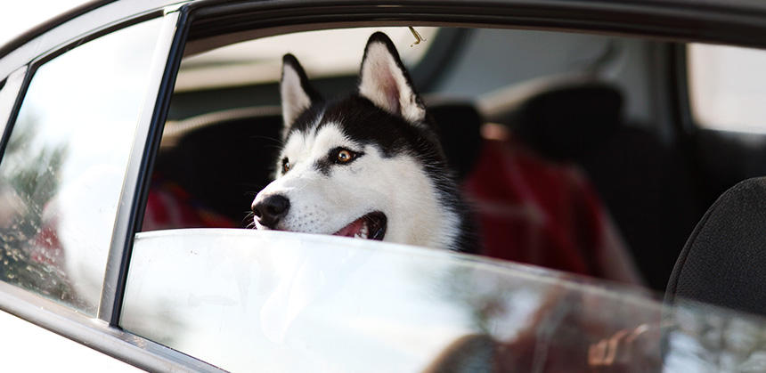 飼い主が制御できない状態でうっかり通行人を咬んでしまうことがないように、どんなシチュエーションでも注意を