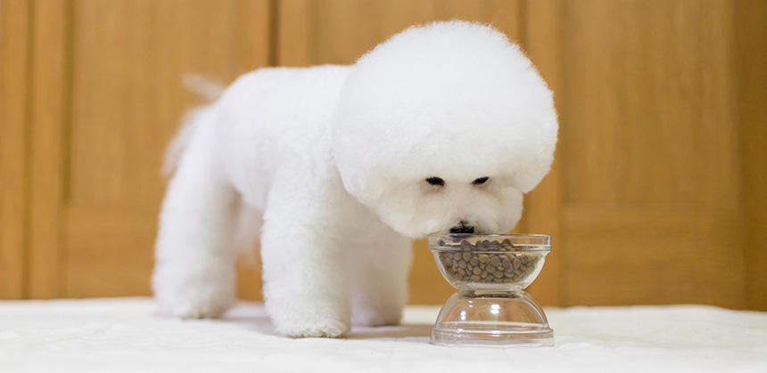 ボディヘルスをトッピングなしでおいしそうに食べるラネージュくん