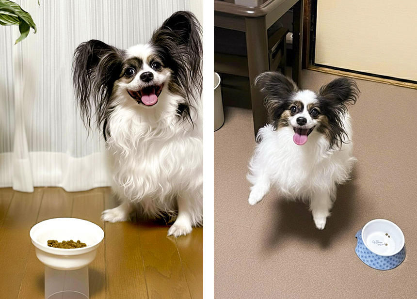 サーモン味も気に入って、「もっとほしい」と催促をするゆずちゃん