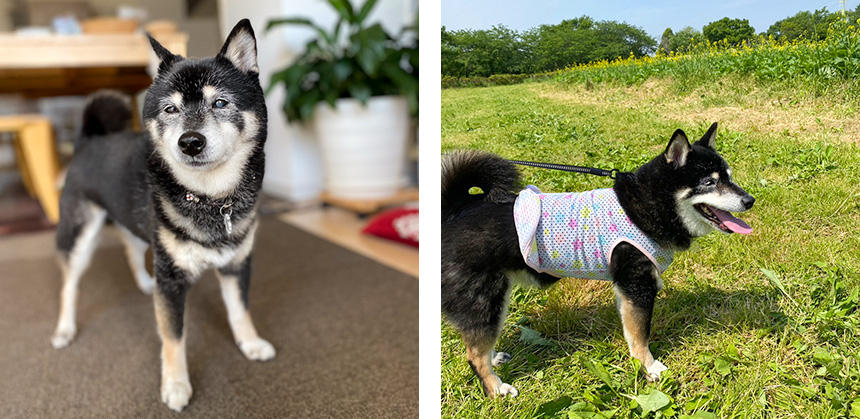 齋藤直子さんがドッグトレーナーになるきっかけを作った、黒柴のもぐちゃん