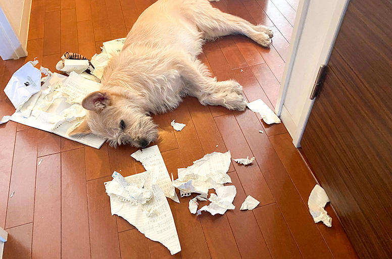 退屈だったり体力が有り余っていたりと、ストレスが溜まるとこんな行動も……