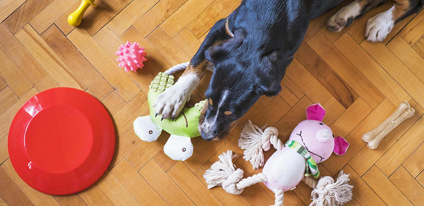 遊びなどでストレスが発散できると、吠えが減るケースも少なくありません