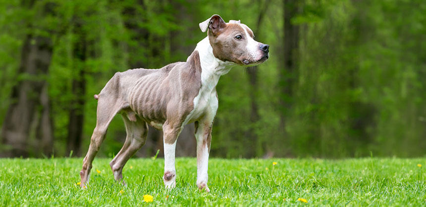 明らかに痩せすぎ。原因を探ることと対策が必要です