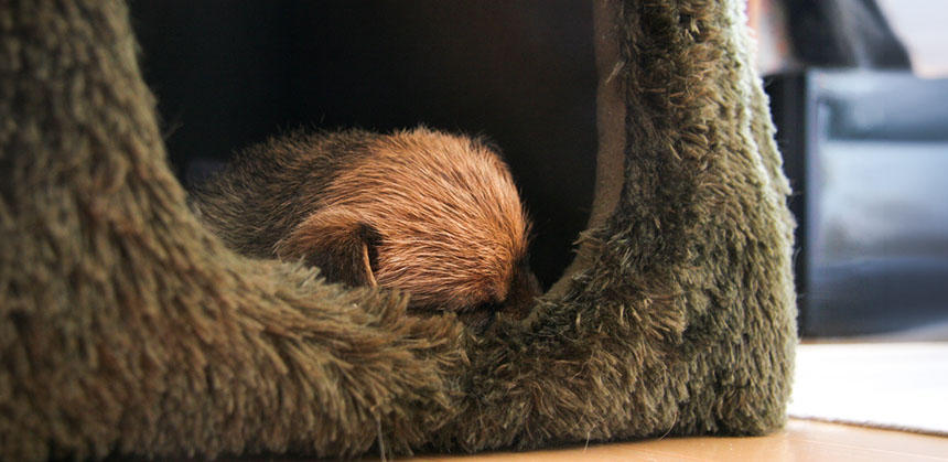 明るい部屋で寝かさなければならない場合、暗くなるようなドッグベッドやクレートを用意して