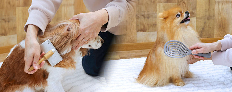 【＃真のプロフェッショナルに迫る × ＃未来につなげる健康美】犬用ブラシの使い分け方、正しい扱い方をマスター！　～トリマー伝授～