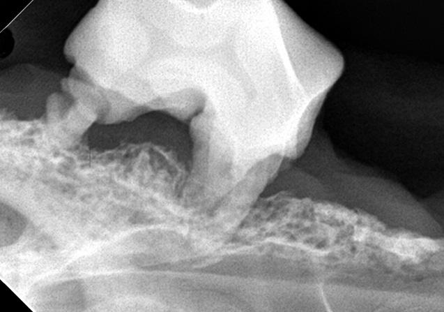 下あご内の、歯を支える骨が溶けている状態（写真提供：かまくらげんき動物病院）