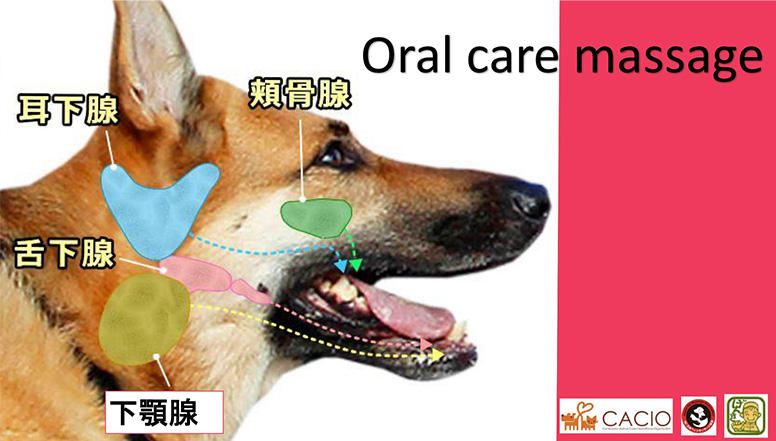 唾液腺の位置（資料：石野孝獣医師提供）