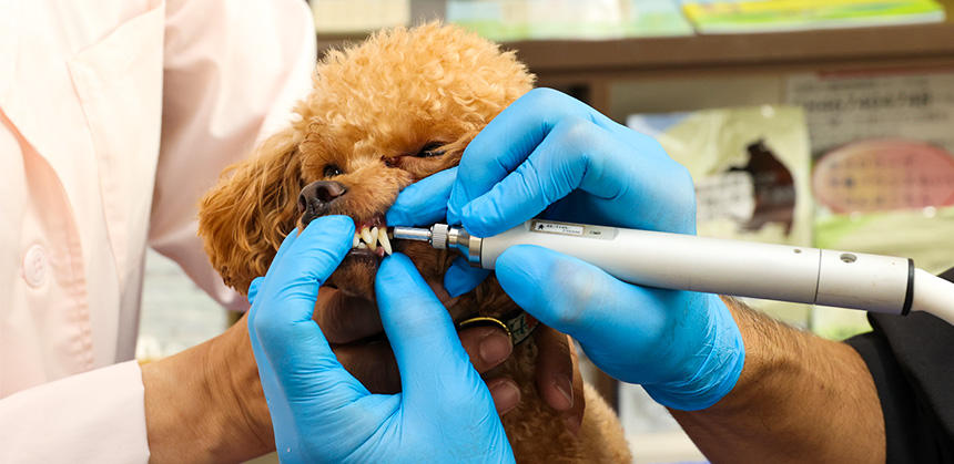 プラズマエアの噴射は１回7分間。犬が痛みを感じることはありません（複数回の通院が必要です）