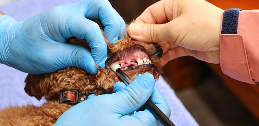 熊野筆の技術を活かして作られた歯ブラシは、密生したブラシが磨きやすいのも利点