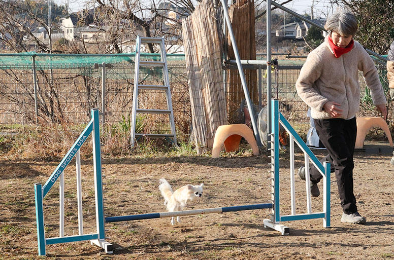 ３代目チワワのいりすちゃんと練習に励む、現在のなかしまさん