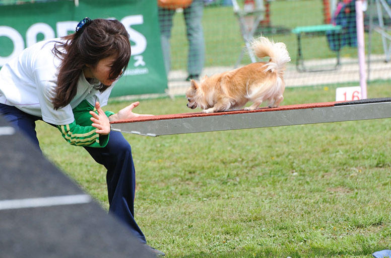 アジリティーの楽しさをなかしまさんに伝えてくれた、しえろちゃん（写真提供：なかしまさん）