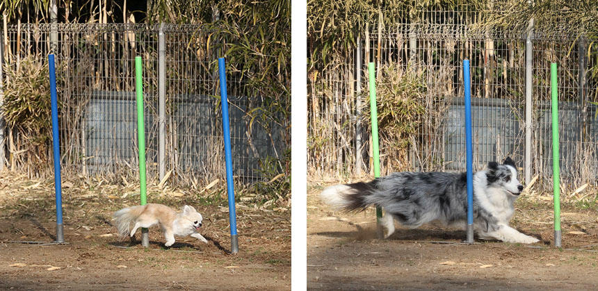 ボーダー・コリーと同じクラスでレッスンを受ける、いりすちゃん