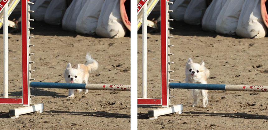 高さ20cmのバーを、いかに力を溜める時間を作らずスムーズに飛べるかが、いりすちゃんの目下の課題