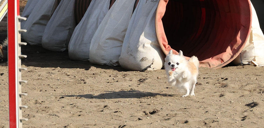 キラキラと目を輝かせ、笑っているかのような表情で走る、いりすちゃん