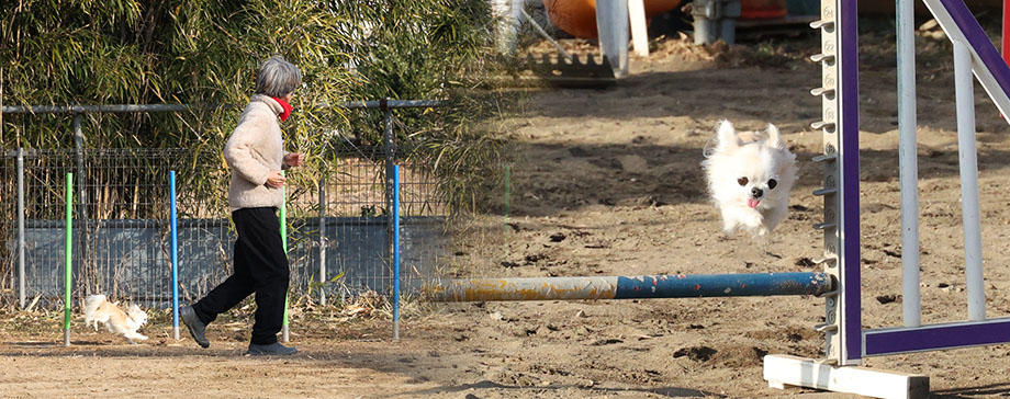 【＃未来につなげる健康美】チワワでもアジリティーで大活躍！うちの子の才能を伸ばしてヘルシー生活