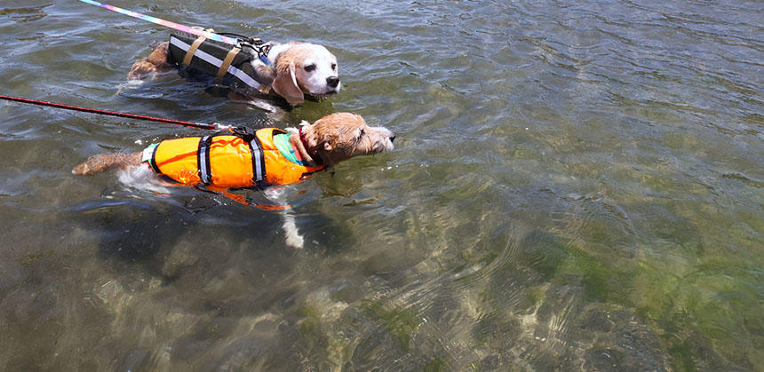 三浦半島にある走水海岸は海水の透明度も高く、犬の立ち入りもOK