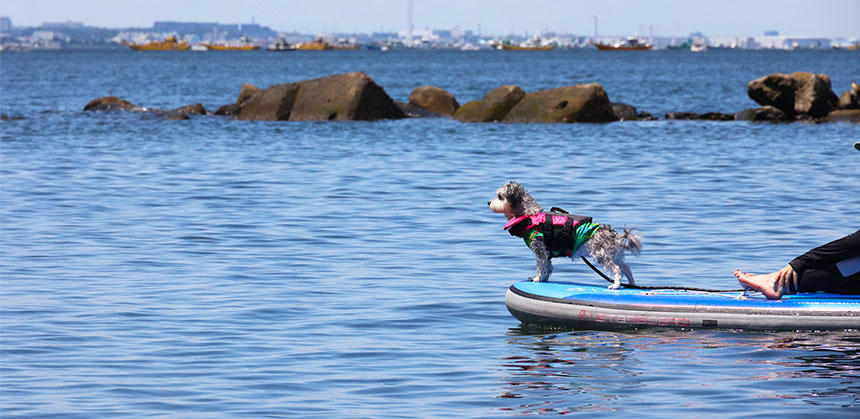 海のにおい、潮風、眺め……、表情を見れば犬たちもSUPを楽しんでいることがわかります