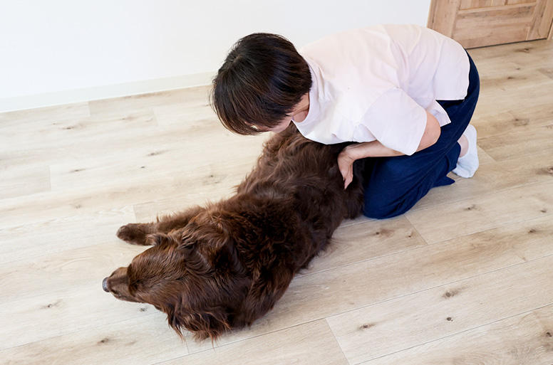 11歳のフラットコーテッド・レトリーバーのシュガーちゃんママは、平端さんに教わったことをさっそく練習。本格的な介護生活が始まる前に準備しておくことも大切です