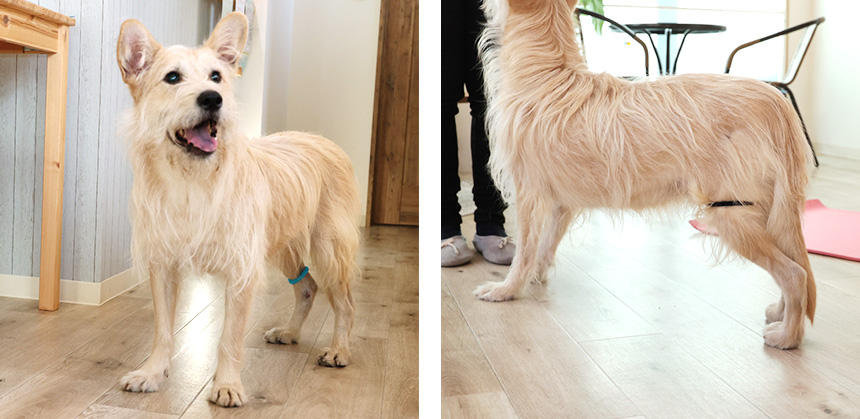 膝上と太ももに輪ゴムがあり、ふだんよりしっかり踏ん張っています