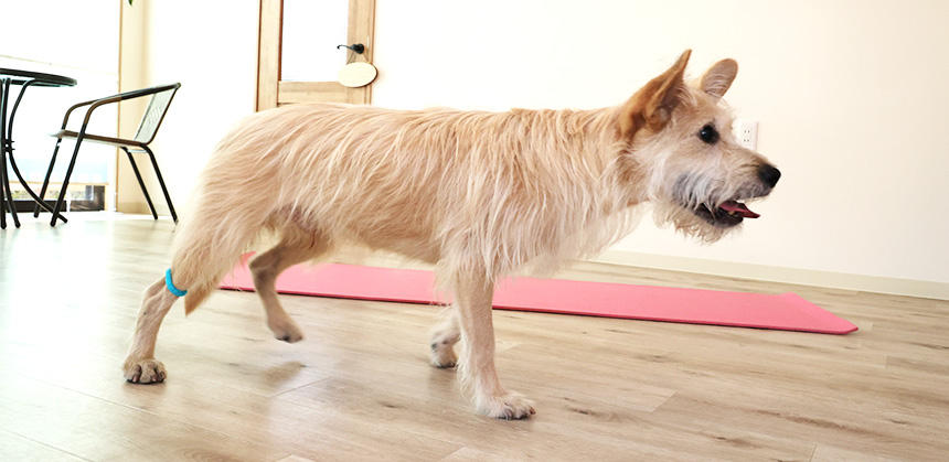 違和感を覚える後肢に、意識と力を入れて歩くようになります