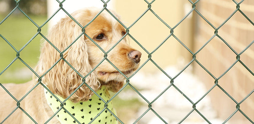 アニマルシェルターなどと呼ばれる保護施設には新しい飼い主を待つ犬が多くいます