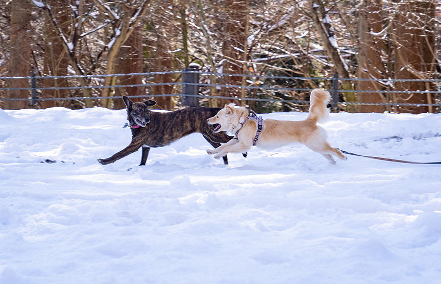誰もいない雪積る平原で追いかけっこ ©Teruhisa Tajiri