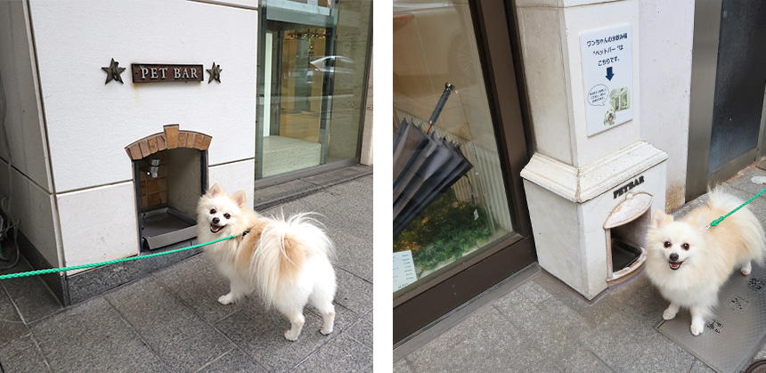 スタージュエリー元町本店（左）と、キタムラ元町本店に設置されている“ペットバー”。スタッフが毎日新鮮な水を入れています