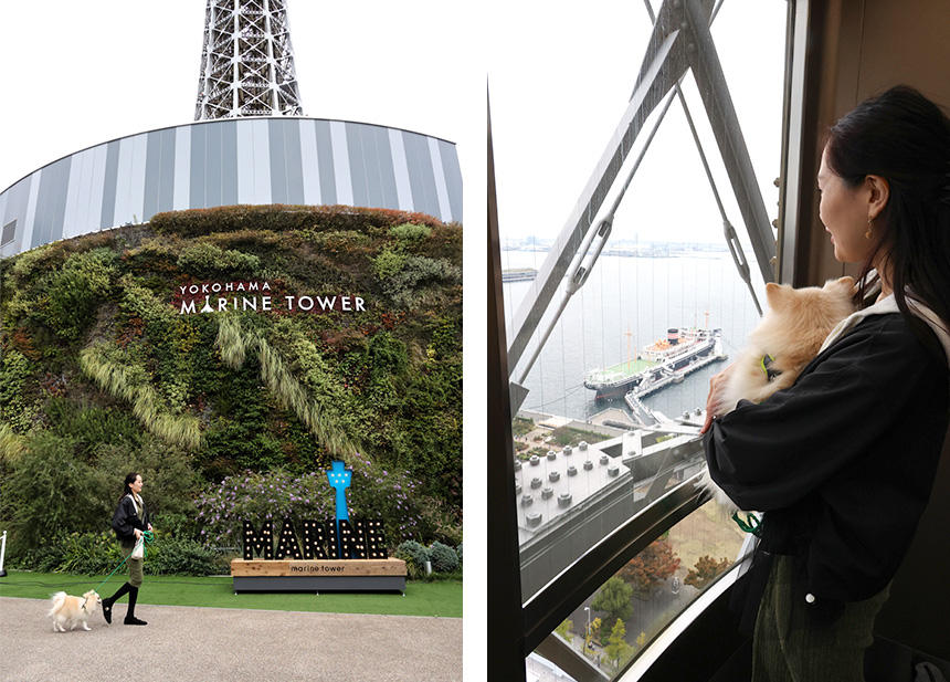 “ドッグフレンドリー宣言”をしている横浜マリンタワー。氷川丸を眼下に眺めながら、犬連れ専用エレベーターで30階へ