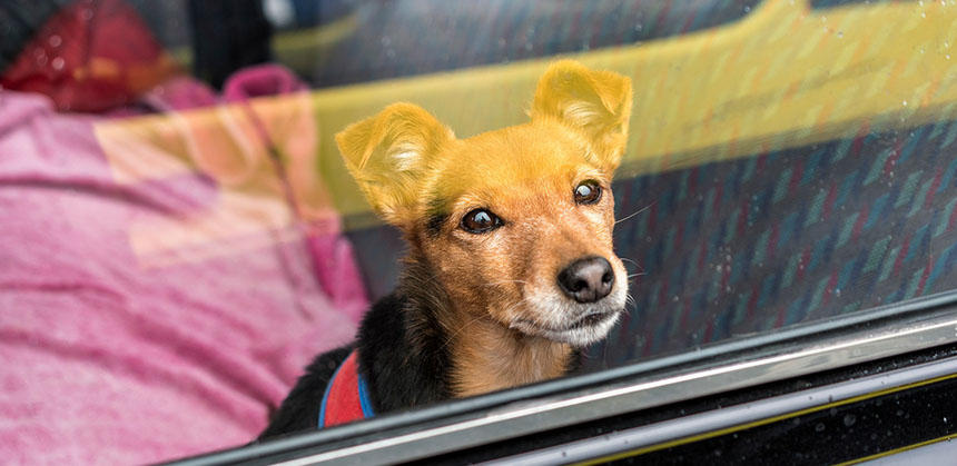 コンビニの駐車場に数分間だけ…が、うちの子の命取りになる可能性も